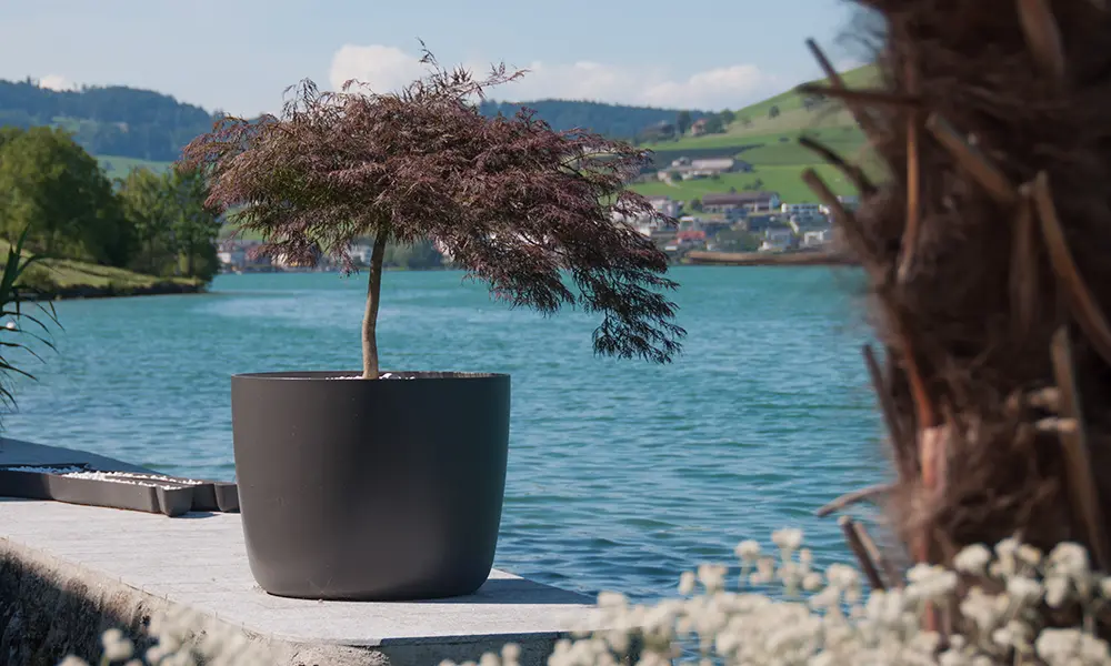 Cement Planters Material Kyoto cement planters